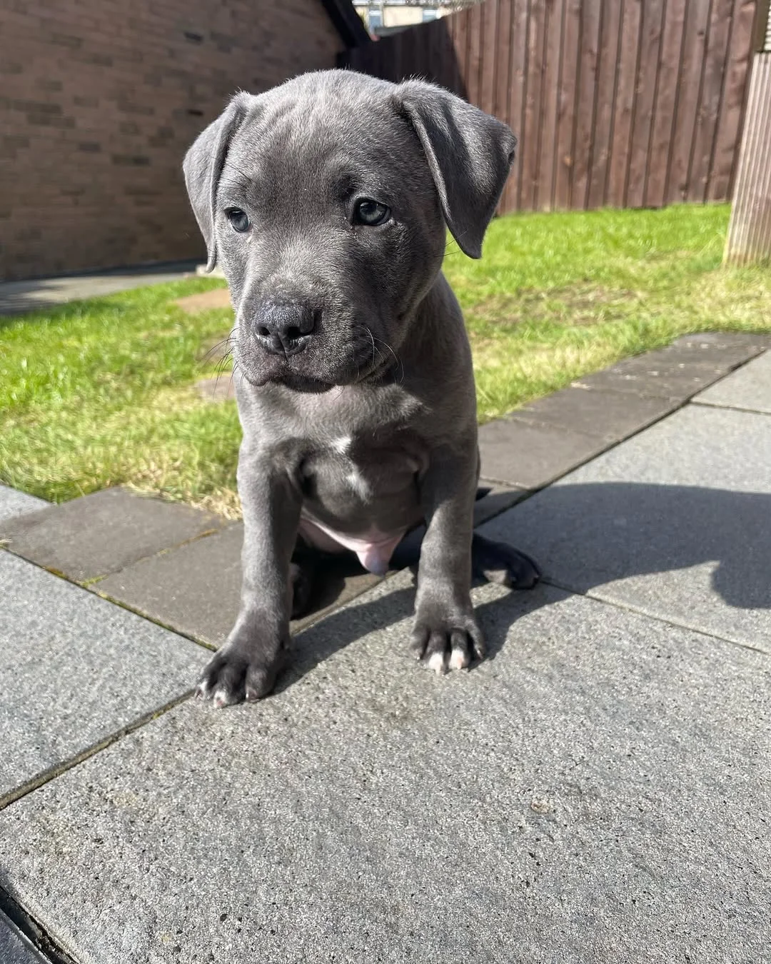 Alex, a male Staffie puppy