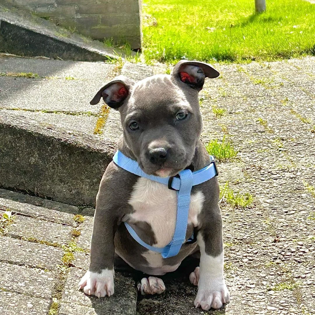 Ashley, a female Staffie puppy