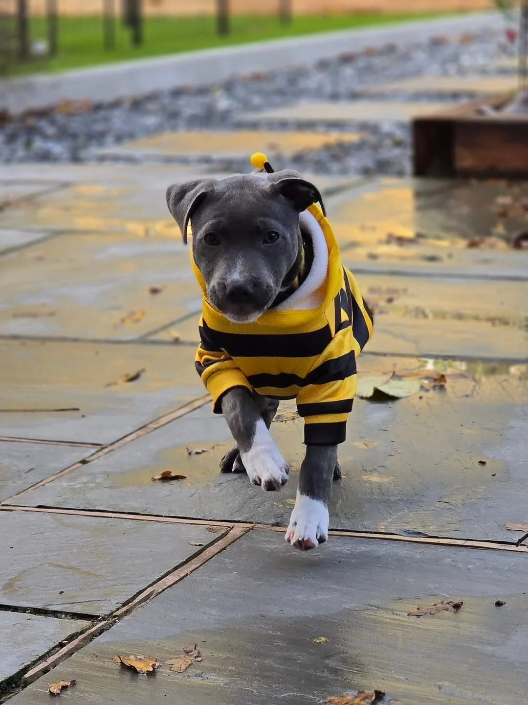 Bella, a female Staffie puppy