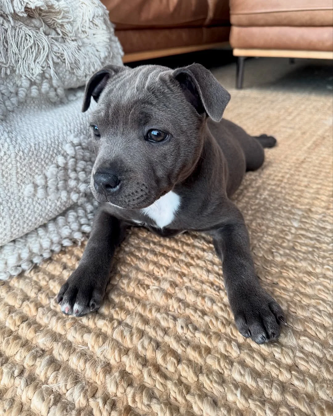 Belly, a female Staffie puppy