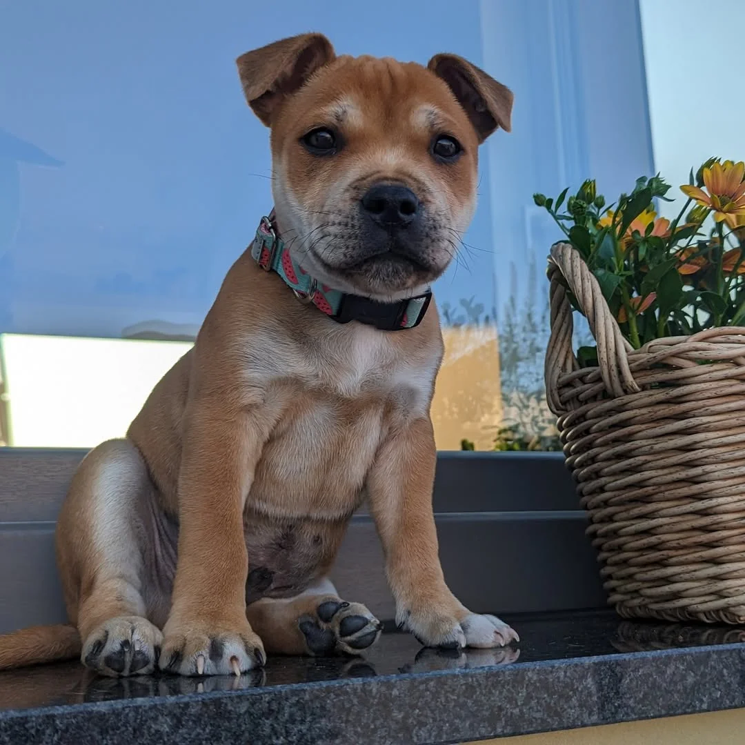 Boston, a male Staffie puppy