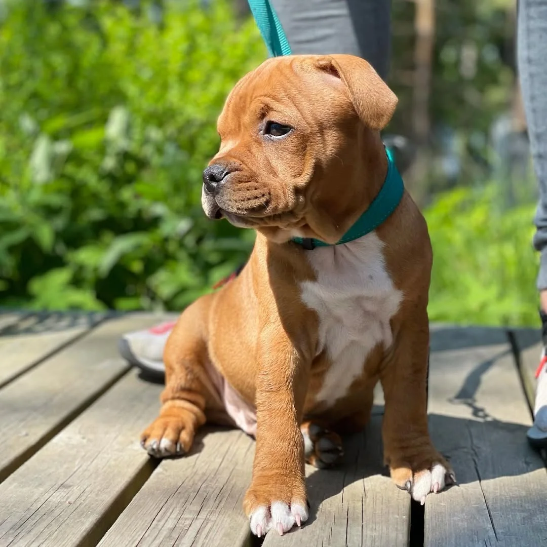 Carlos, a male Staffie puppy