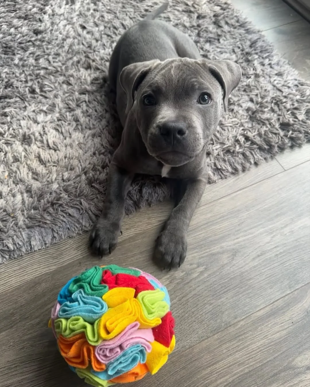 Chill, a male Staffie puppy