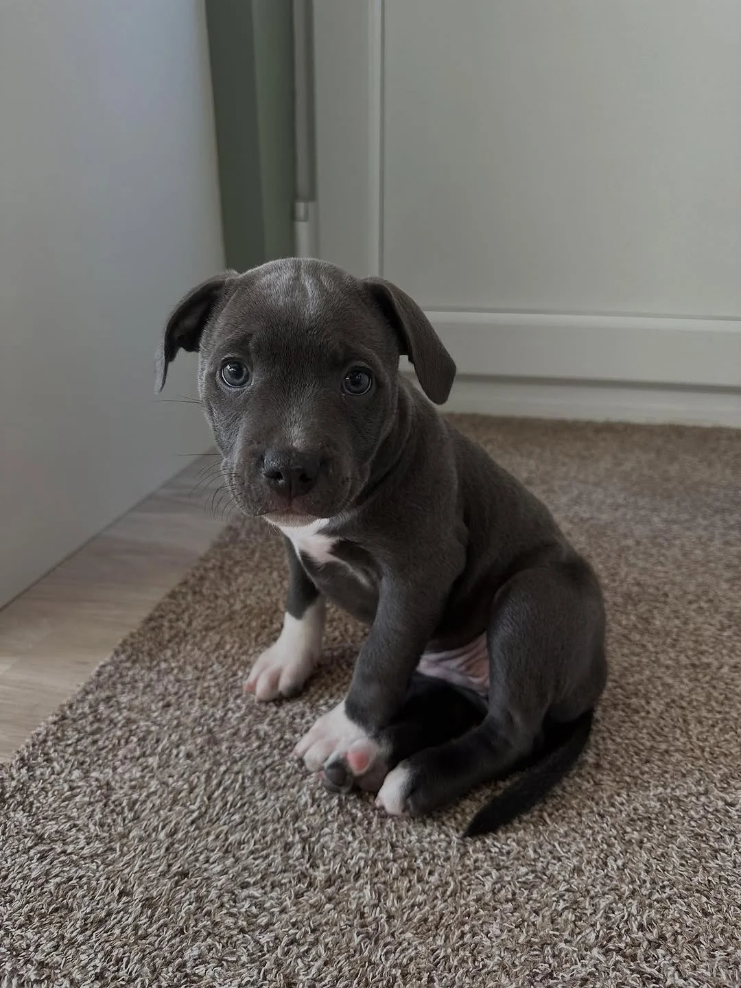 Connie, a female Staffie puppy