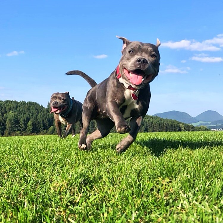 A Staffordshire Bull Terrier puppy raised by Staffy Aura