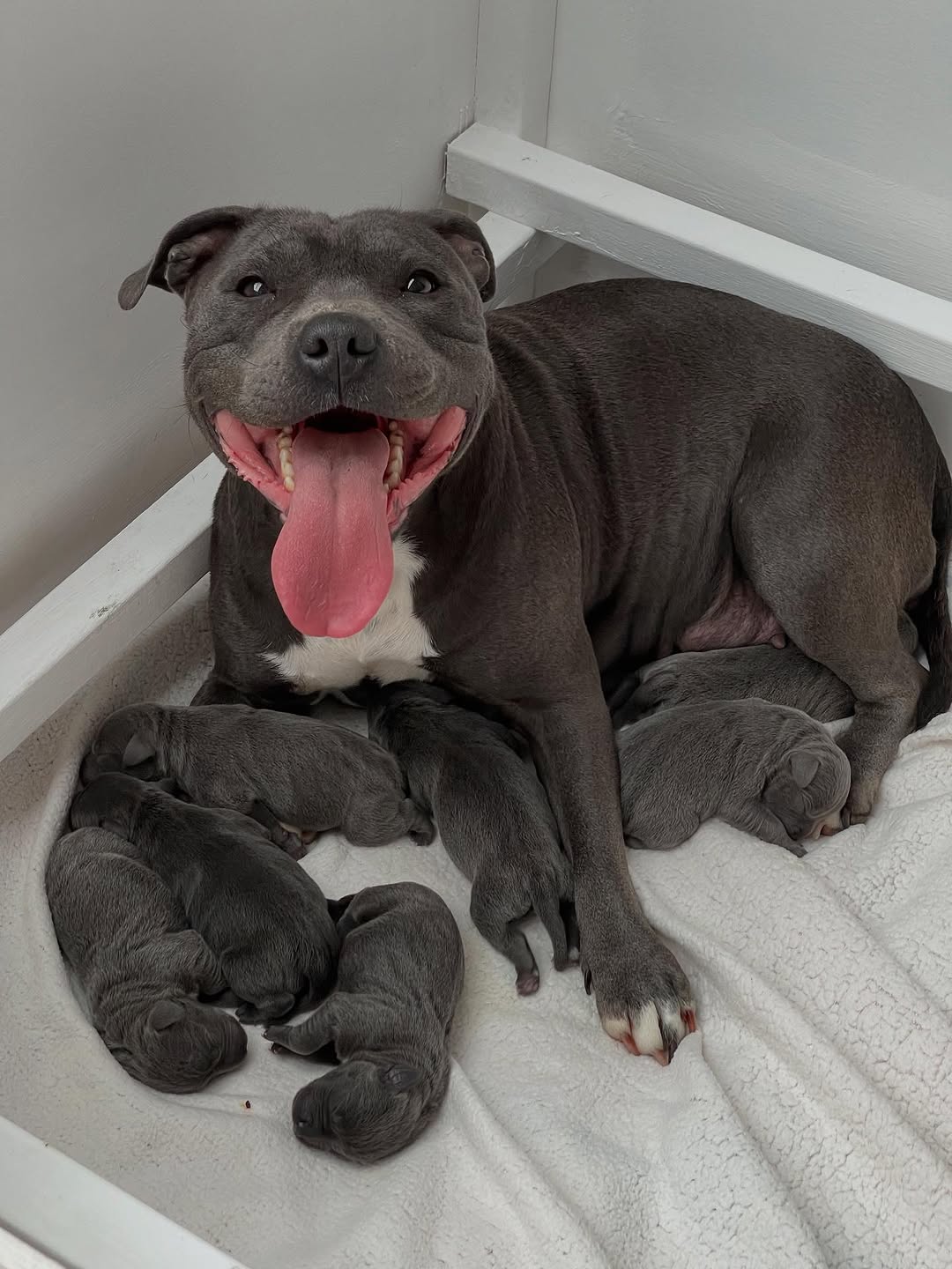Staffy Aura family with their Staffies