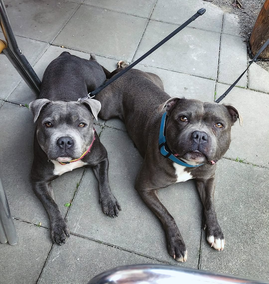 A litter of Staffie puppies at home