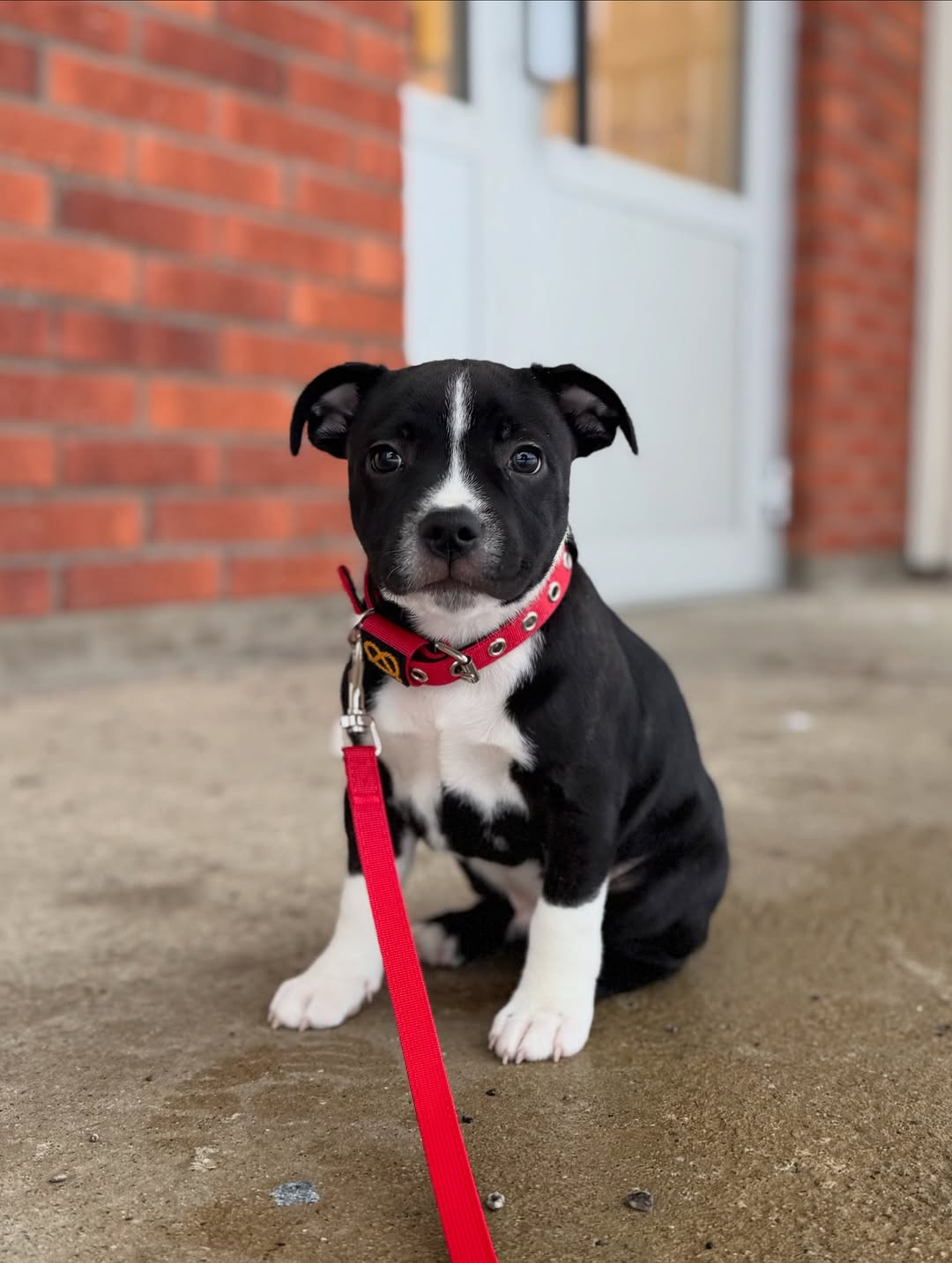 Kyle, a male Staffie puppy