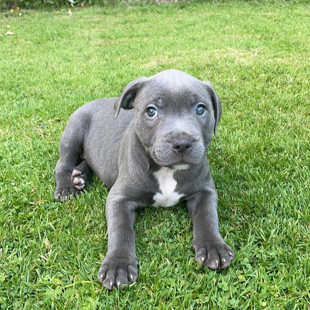 Myla, a female Staffie puppy